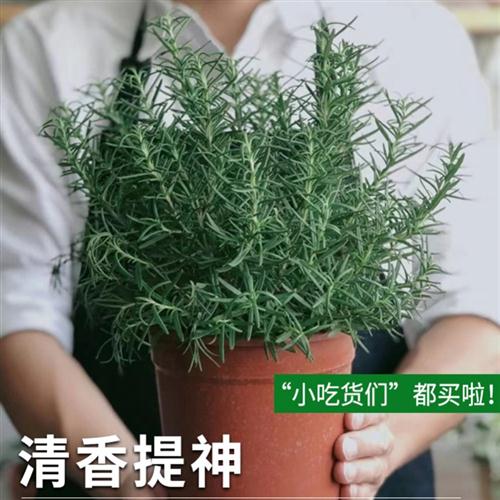 现货速发阳台蚊百里香薄荷花卉防迭驱蚊室内盆栽绿牛排草植物迷可 - 图0