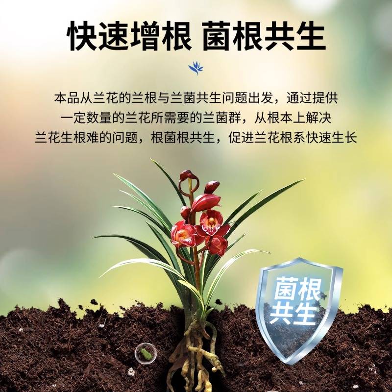 速发兰花专用杀菌药焦尖黑斑病专用药治黄叶黑斑烂根爆根剂黑班-图1