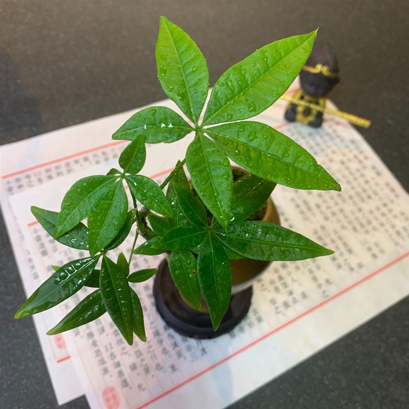 发财树盆景微景观室内小盆栽中式禅意桌面绿植办公桌茶室植物摆件-图1