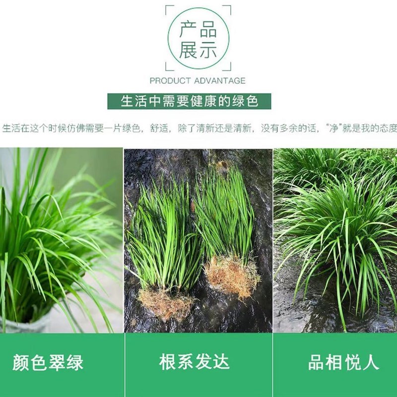 水培石菖蒲野生盆景鱼龟缸造景水养花草过滤盆栽安神绿植四季常青 - 图2