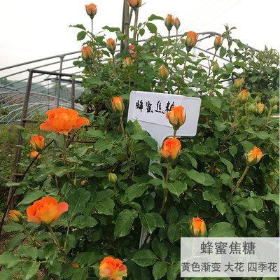 新品藤本欧洲月季花苗大花浓香庭院植P物花卉盆栽玫瑰爬藤蔷薇多