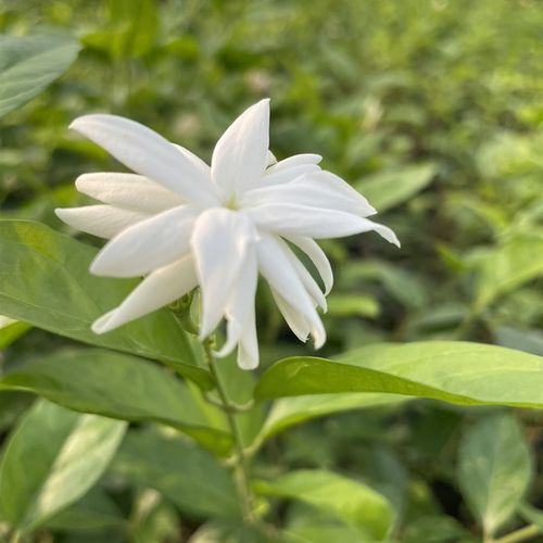 花环茉莉,宝珠茉莉,华盖茉莉,重瓣笔尖茉莉-图2