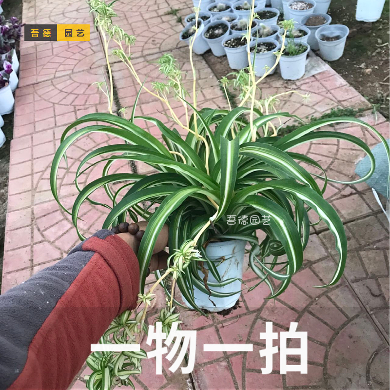 新品稀有法国女郎卷叶吊兰金心带藤吊趣味绿植植物盆栽净化空气吸-图1