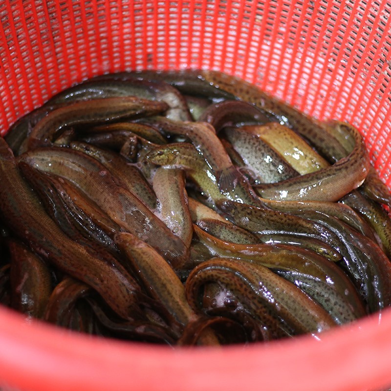 新品泥鳅鲜活养殖食用新鲜大泥鳅淡水鱼按斤鱼筏钓鱼台湾小泥鳅苗 - 图3