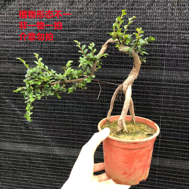 提根S型榆树盆景室内观叶绿植造型树F桩 阳台办公桌好养吸甲醛小 - 图0