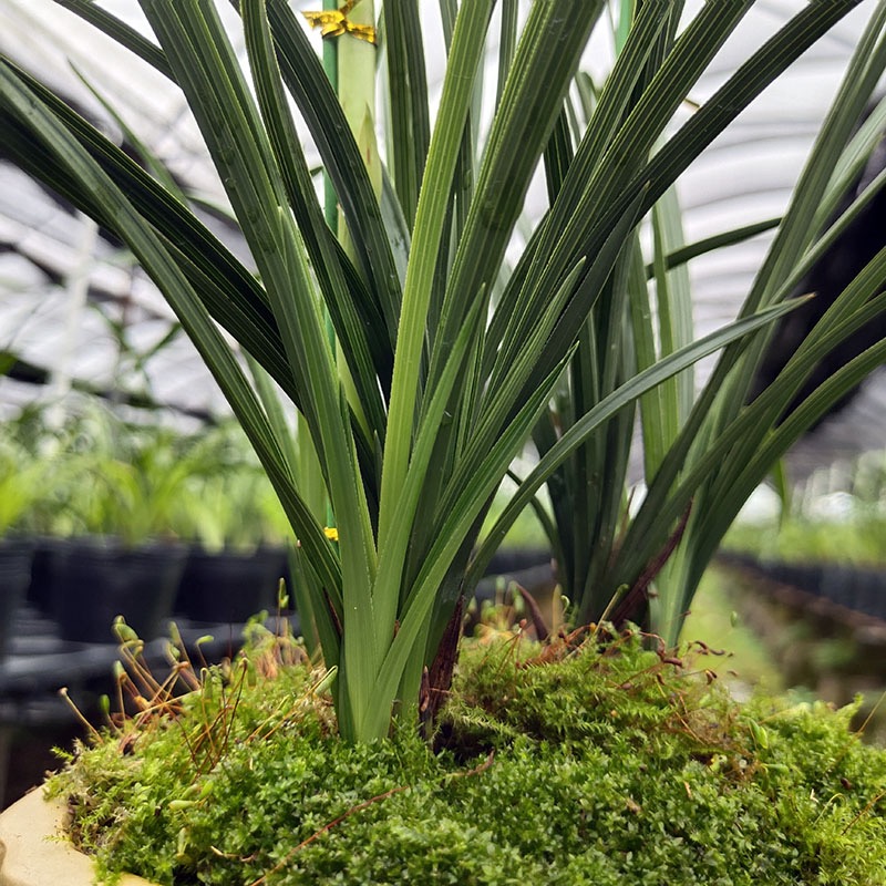 花兰精品蕙e兰丹红耐寒耐热好养浓香型花期长包活绿植花卉 - 图0