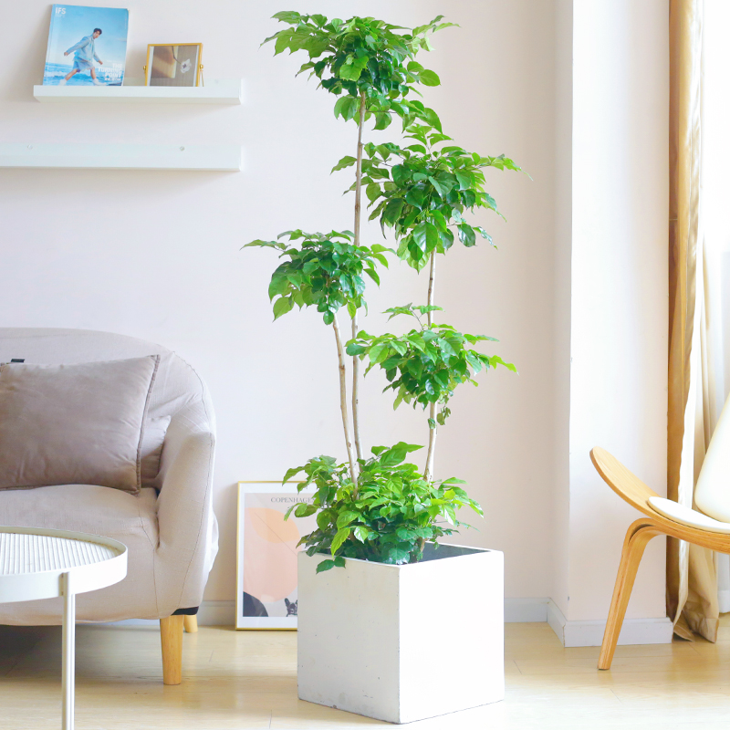 现货速发幸福树多层造型绿宝大型盆栽植物吸甲醛室内客厅净化空气 - 图0