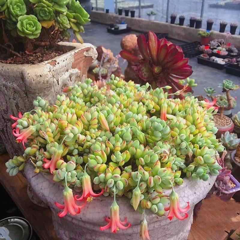 包邮多肉植物达摩福娘/四季开花超多花苞/室内绿植花卉盆栽吸甲醛