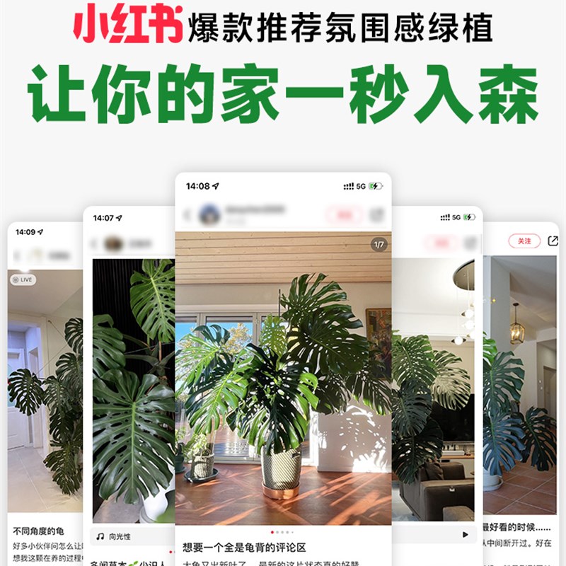 厂家大叶龟背竹客厅大盆栽老桩植物室内大型绿植落地大花盆水培好 - 图3