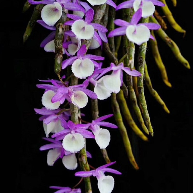 报春石斛 花香易养 花卉绿植盆栽板植观赏附生兰吊兰洋兰粉色花香 - 图3