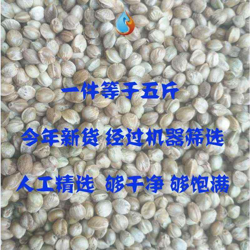 新品麻子鸟粮辣嘴鸟食火麻仁料斗颗粒子麻有颗手工黄雀鹩哥粮谷麻-图1