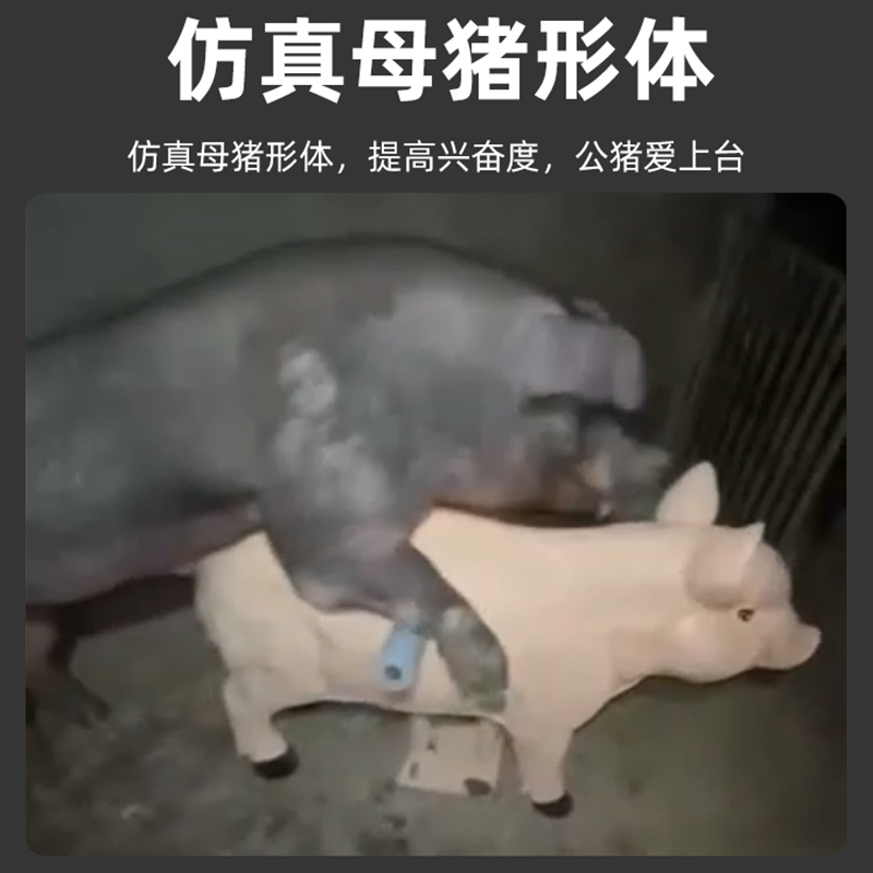 现货速发升级仿真假猪台公猪采精设备人工授精采精架母猪台加厚猪 - 图1