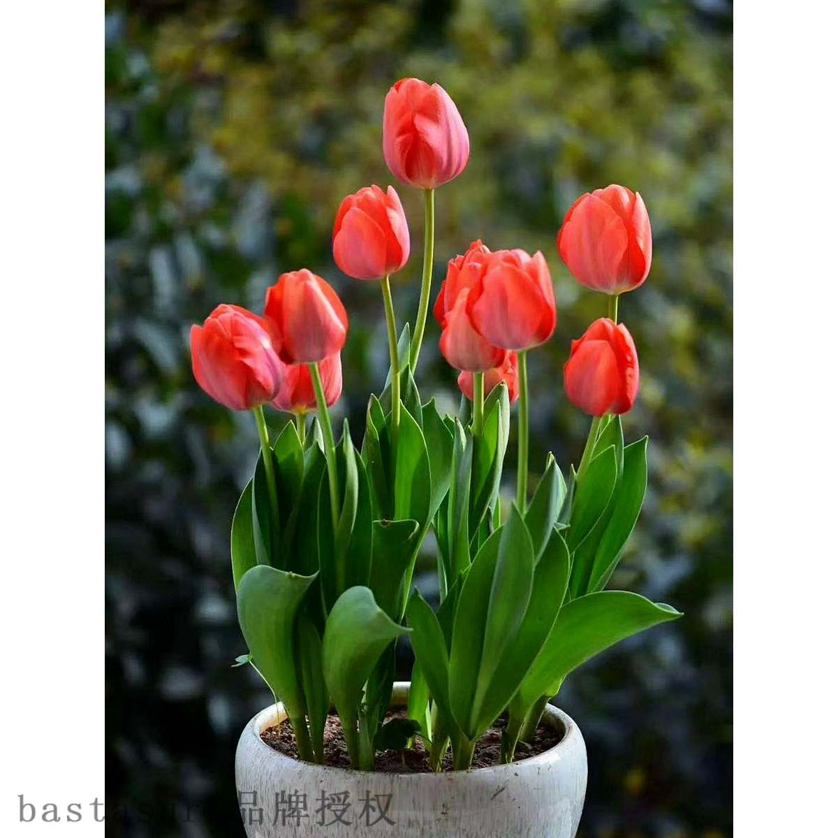 推荐Tulip double petal large seed ball 5 degree ball four se - 图2