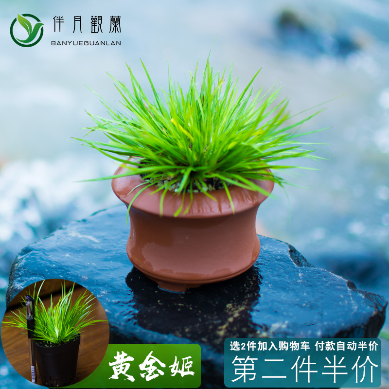 黄金兰菖菖景蒲草迷你盆栽花卉植物矮种姬R花苍蒲草 盆蒲 - 图2