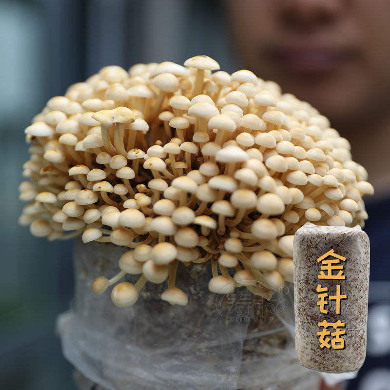 急速发货自种蘑菇菌包菌菇种植包盒子平菇香菇灵芝金针菇鸡枞菌羊 - 图0