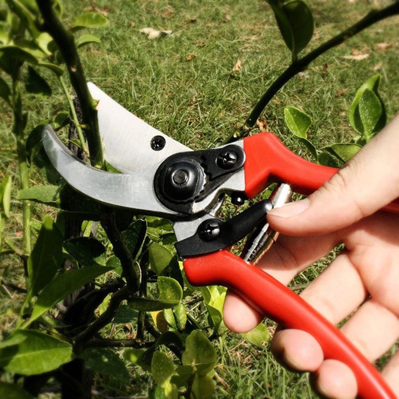 推荐Red Handle Gardening Cutting Braches Fruit ss Farm Garde - 图1