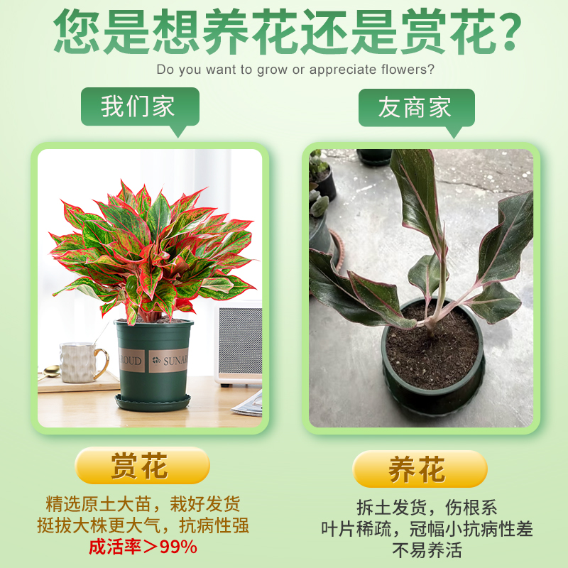 大盆万年红盆栽花卉植物s室内美观客厅办公桌面绿植好养鸿运当头 - 图1