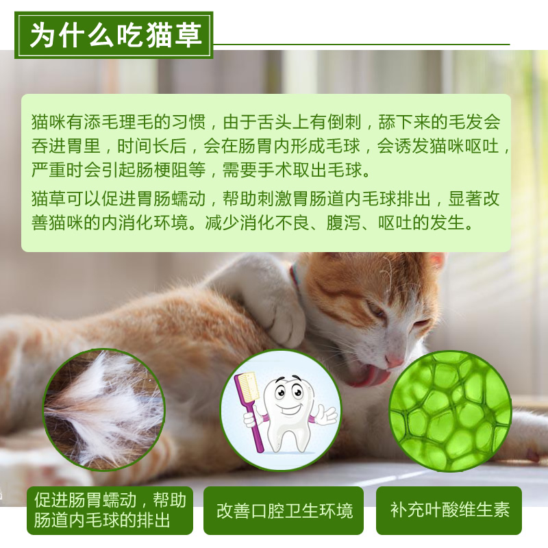 已然长草已种好发芽天猫好猫咪去毛球猫零食Z种子种籽猫 - 图0