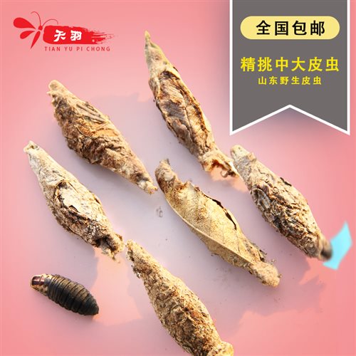 活体(活货h虫中小)活体皮虫小黄J大画眉鸟统食虫野生皮虫 - 图1