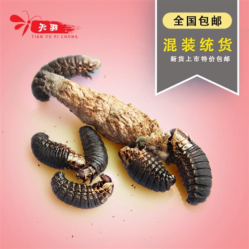 活体(活货h虫中小)活体皮虫小黄J大画眉鸟统食虫野生皮虫 - 图2