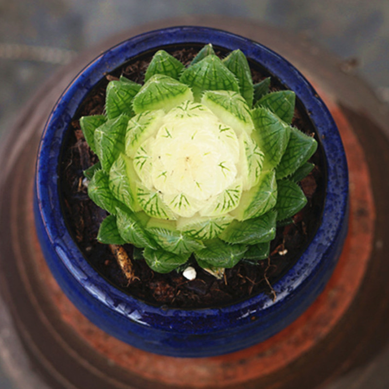 樱水晶锦宝莲灯多肉植物r花好发货稀少品种晶莹剔透玉栽款露卉绿 - 图0