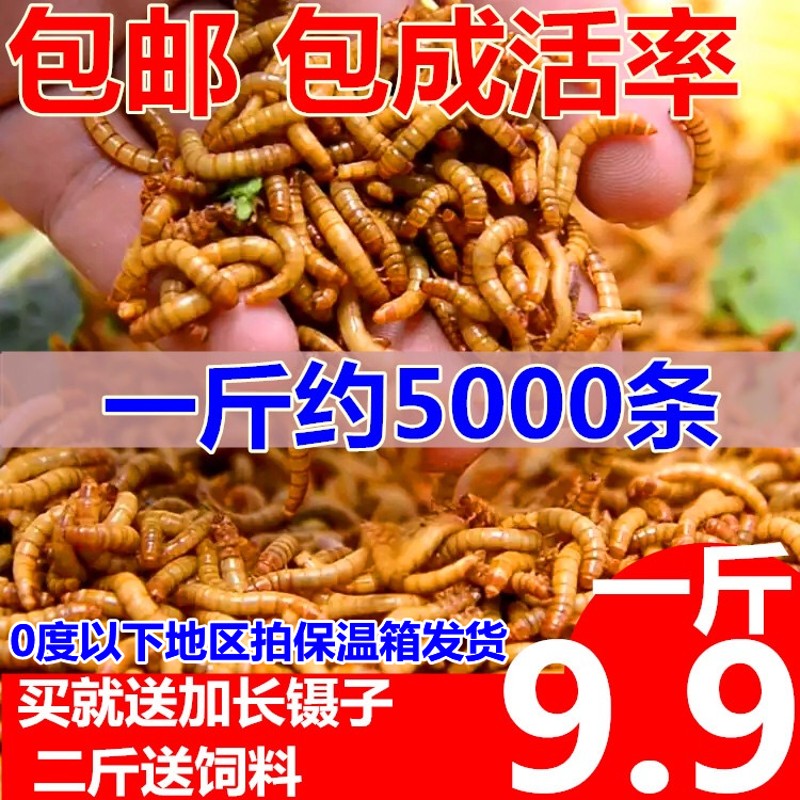 面包虫乌体 黄 虫活虫粉鹦鹉鱼 金龙鱼 活龟 画眉鸟Y石蛙饲料包邮 - 图0