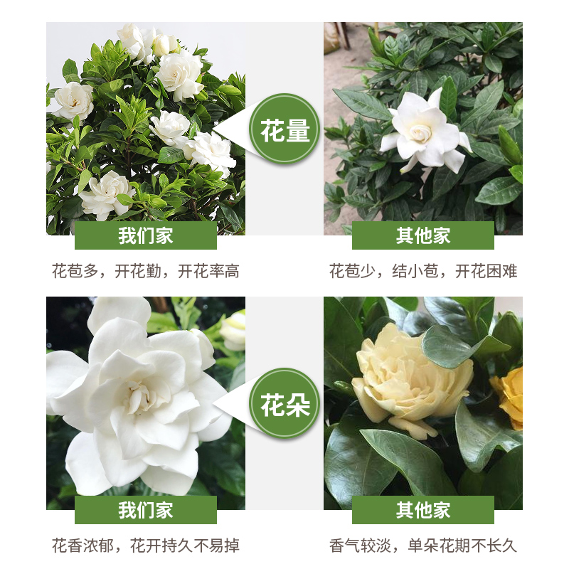 栀子花盆栽客厅办公室内桌面带花苞阳台水培绿植四季开花卉植物 - 图1