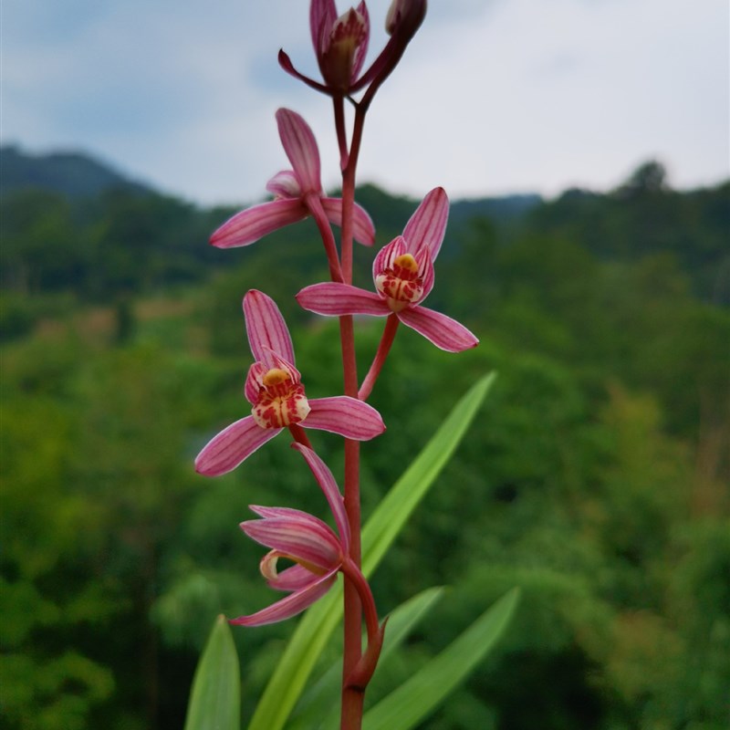 当年开花四季开花兰花苗建兰玫瑰妖姬 浓香阳台室.内绿植花卉 - 图0