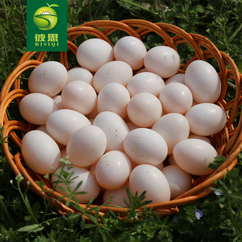 Buy He Is The Best Backyard Farm Fresh Pigeon Eggs Pigeon Baby Mothers Nutritional Food Supplement Fresh 30 In Cheap Price On Alibaba Com Buy He Is The Best Backyard Farm Fresh Pigeon Eggs Pigeon Baby Mothers Nutritional Food Supplement Fresh 30 In Cheap Price On Alibaba Com