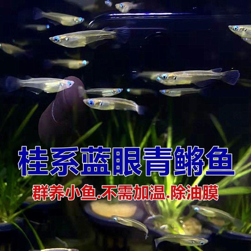 观背桂系青鳉蓝眼群游易养免打氧原生鱼除油膜淡水冷水鱼登灯鱼 - 图2