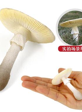 仿真蘑菇模型玩具摆件装饰红伞伞竹笋菌子蔬菜塑胶香菇儿童认知