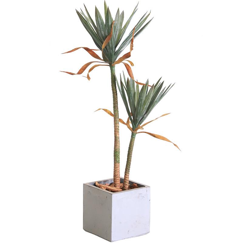 北美龙仿舌兰真物摆植件仿真盆栽荷兰巨丝兰yucca eleph铁anYSGY--图3