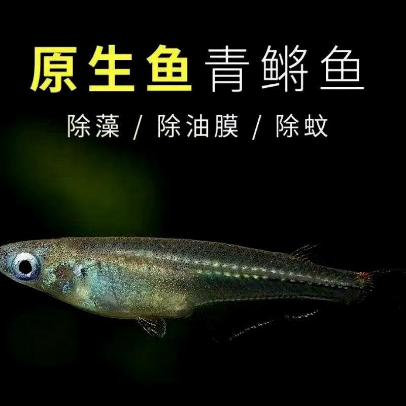 观背桂系青鳉蓝眼群游易养免打氧原生鱼除油膜淡水冷水鱼登灯鱼 - 图0