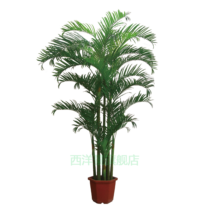 Significado de chato en el diccionario Sanh bonsai om dating