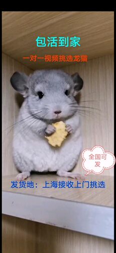 上海家庭繁殖龙猫活体宠物标灰公仔亲人2个月活物纯白紫灰丝绒黑 - 图2