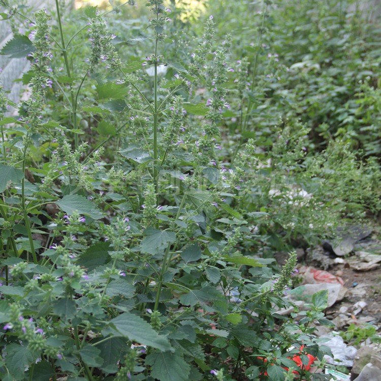 野生山草药 落马衣 抹草 广防风 野生新鲜500克 - 图0