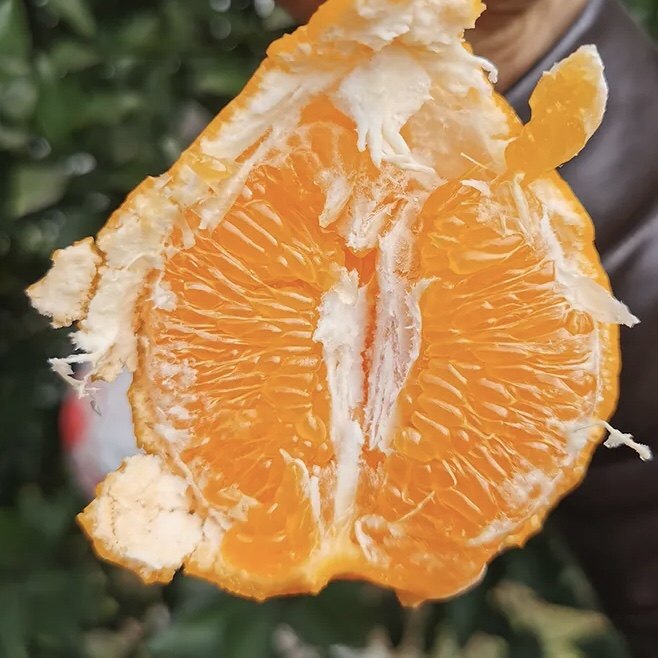 【春见耙耙柑】四川眉山春见耙耙柑桔子新鲜水果橘子丹棱,淘宝优惠券,粉丝福利购,淘宝优惠卷