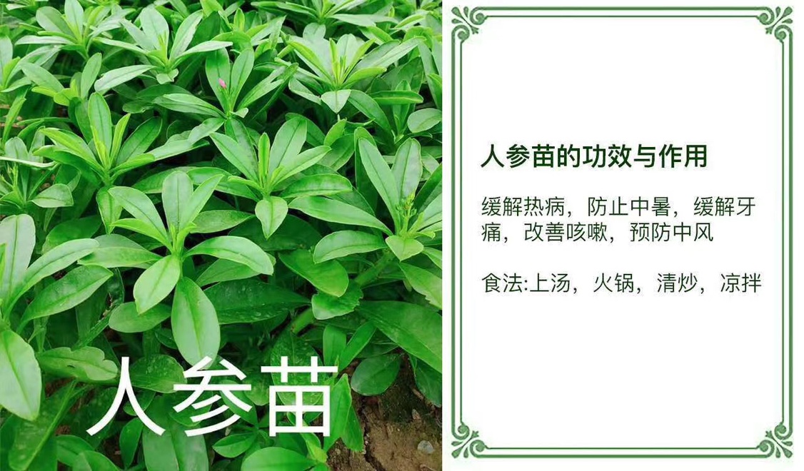 新鲜人参叶 野菜土人参叶 做菜打边炉特色蔬菜人参叶东洋菜.500克 - 图2