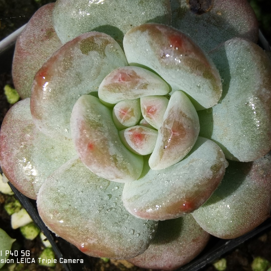 雪天使多肉植物叶子叶片叶插糖心雪天使暗纹圆叶非橙梦露芙蓉雪莲 1多肉 淘优券