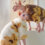 YH - Утолщенное медведь Двойная бархатная бархатная мягкая осень и зима теплые yonghe Sfinks Devin Cat Одежда безволосы