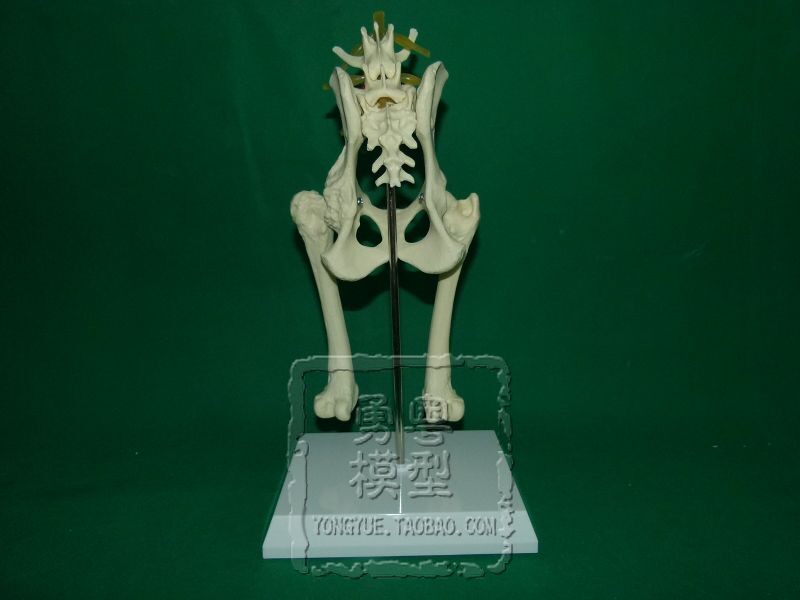 狗骨骼标本 新人首单立减十元 21年10月 淘宝海外