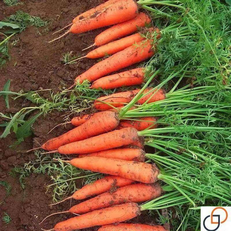 耐热耐寒胡萝卜种籽子四季夏秋播八寸参红色高产菜园盆栽蔬菜种孑,淘宝优惠券,粉丝福利购,淘宝优惠卷