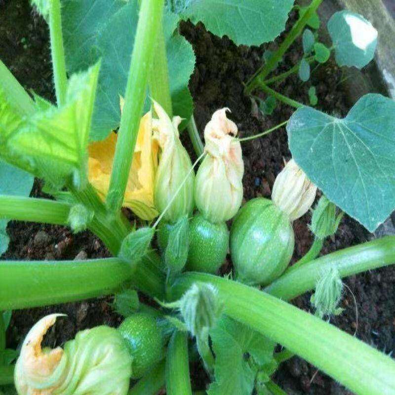 无蔓嫩南瓜种子早熟无藤短蔓小青瓜小南瓜农家庭院盆栽蔬菜种子,淘宝优惠券,粉丝福利购,淘宝优惠卷