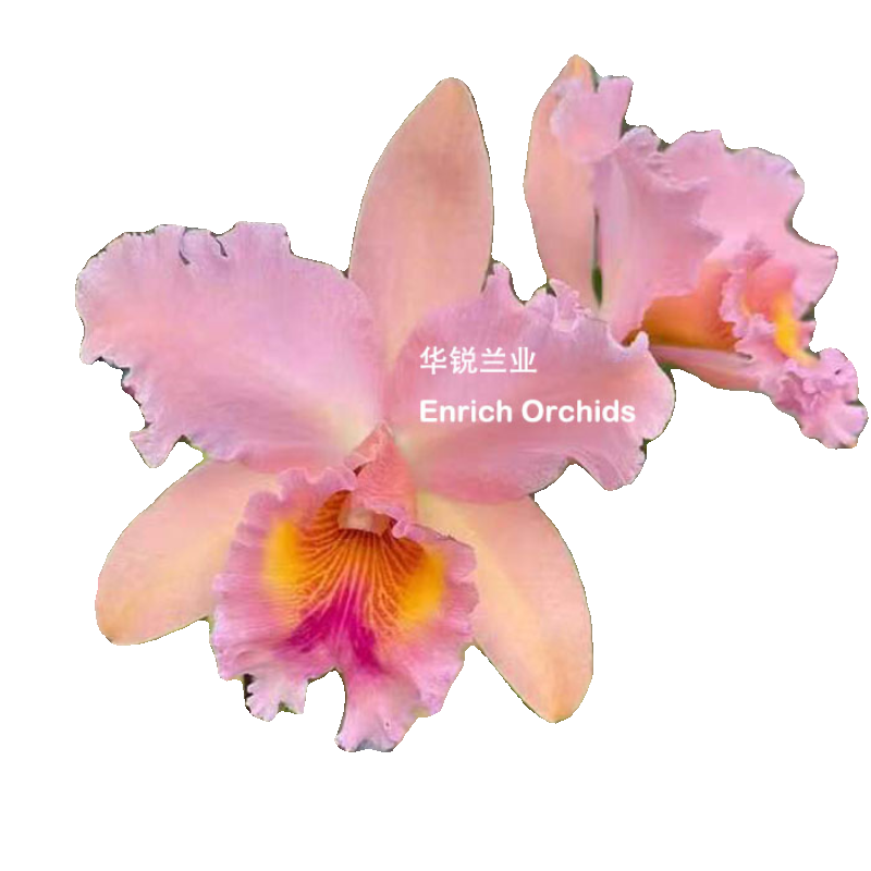 华锐兰业 银奖 网红橘粉特殊花色 成熟植株 大花卡特兰 乔治国王,淘宝优惠券,粉丝福利购,淘宝优惠卷