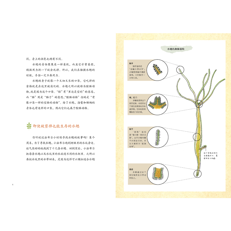 【正版包邮】法布尔植物记 手绘珍藏版 全2册 昆虫记作者法布尔新书 植物爱好者不可错过的书籍 青少年科普百科全书 自然生物科学 - 图2