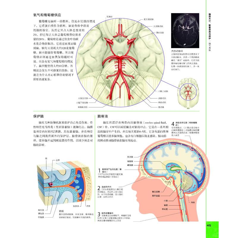 【新华文轩】DK大脑百科 关于大脑解剖结构、功能和疾病的图解指南 第3版 (英)丽塔·卡特 等 正版书籍 新华书店旗舰店文轩官网 - 图3