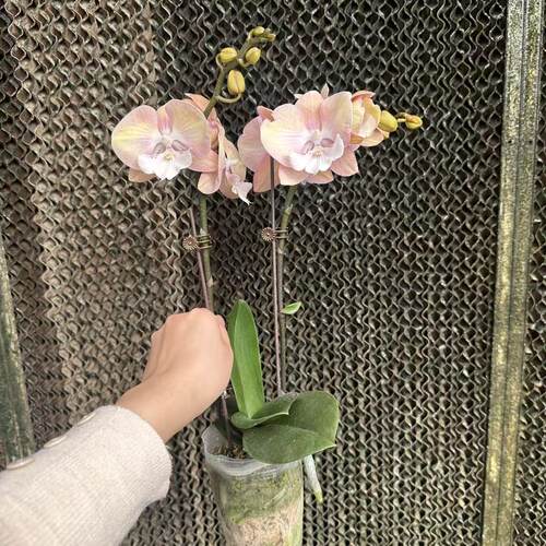 【彩虹独角兽】3.0寸杯粉色系中花型 高品质精品蝴蝶兰（双花剑） - 图1