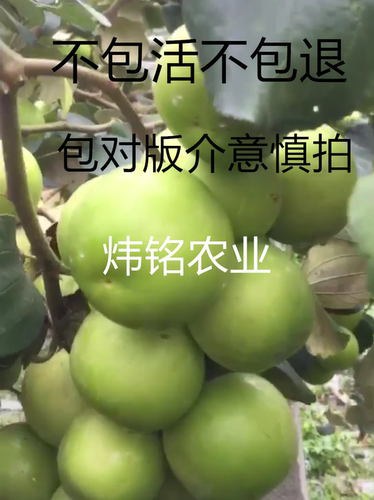 台湾大青枣苗苹果枣苗雪丽枣苗蜜丝枣苗牛奶枣苗南方水果苗 - 图3