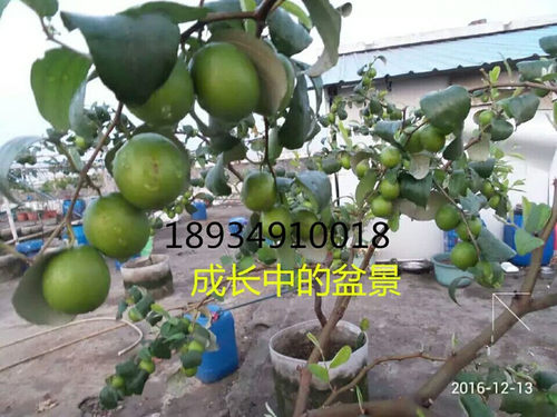 台湾大青枣苗苹果枣苗雪丽枣苗蜜丝枣苗牛奶枣苗南方水果苗 - 图2