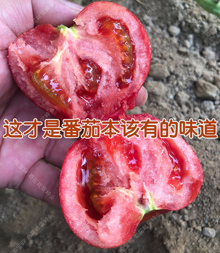 粉丽人沙瓤番茄种子 多汁西红柿苗蔬菜籽粉果特甜面盆栽 老品种孑 - 图2